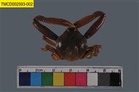 藏品(長螯拳蟹)的圖片